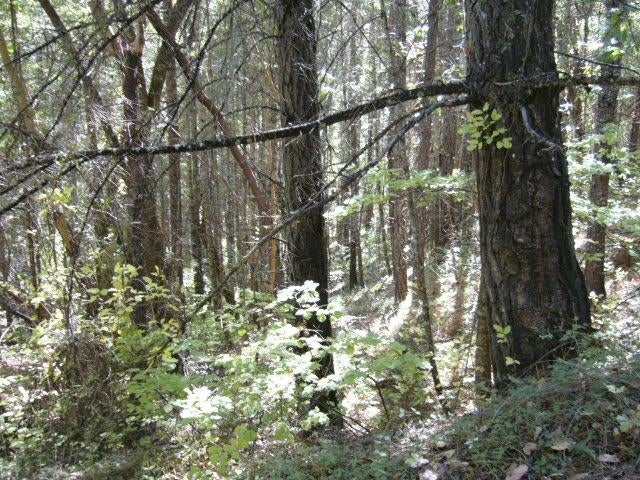 122 Acres Off Usfs Road Happy Camp, CA 96039 - Photo 6 of 25 Gallery Image 6