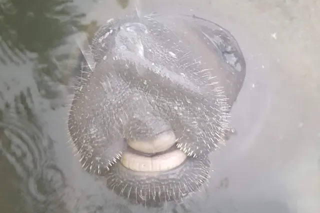 $1,649,000 | 1112 Grand Street, Unit AND HALF LOT, Key Largo, FL 33037