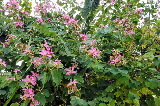 $1,649,000 | 1112 Grand Street, Unit AND HALF LOT, Key Largo, FL 33037