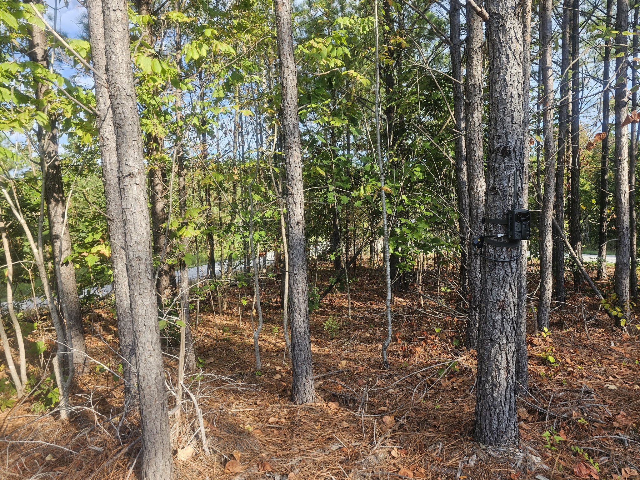 6691 Old Hohenwald Road Linden, TN 37096 - Photo 11 of 20 Gallery Image 11
