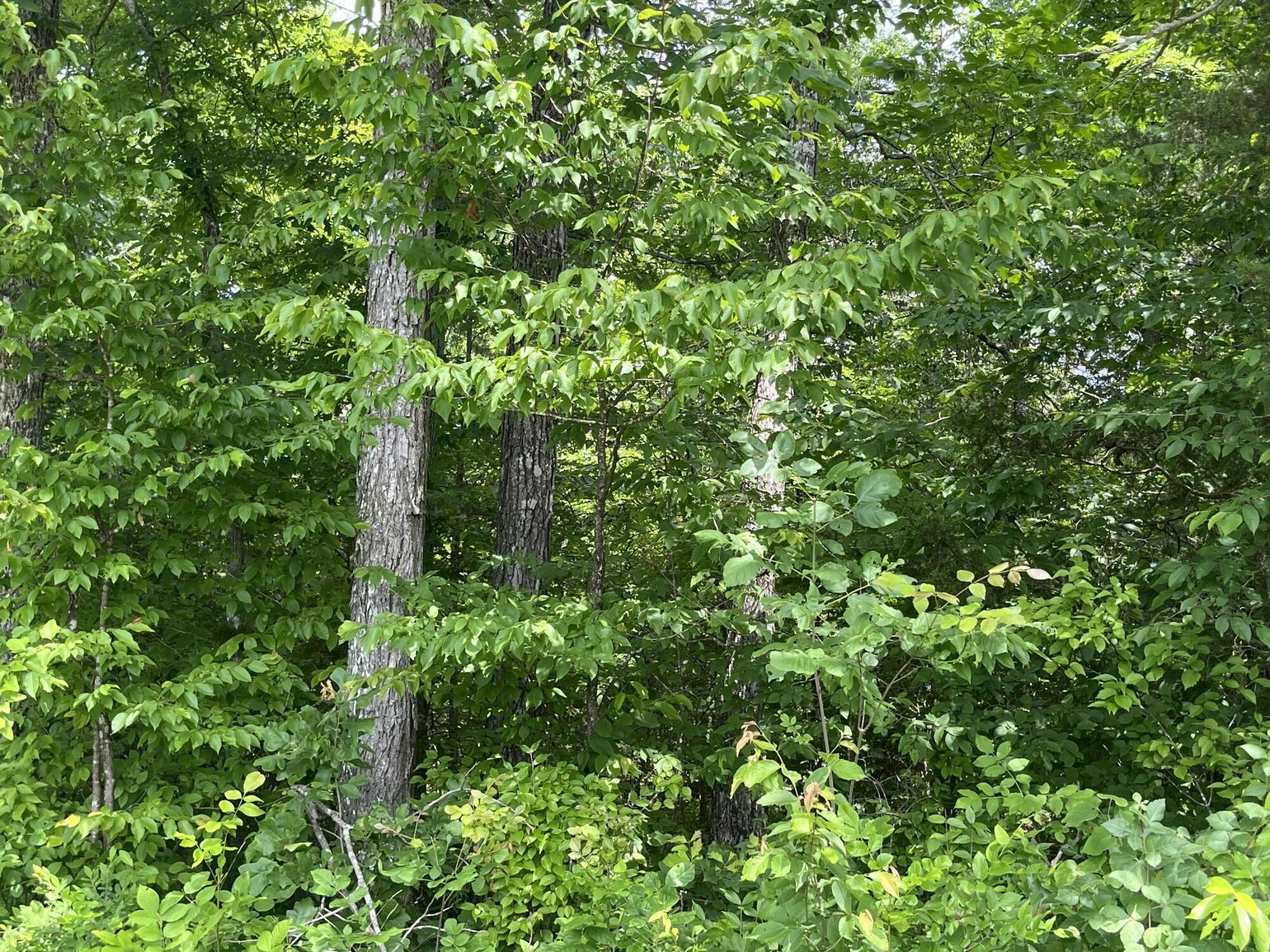 Lot 6 Kelly Pl Road Somerset, KY 42501 - Photo 15 of 20 IMG_0067