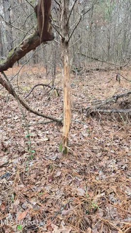 $206,000 | Brown Road, Starkville, MS 39759