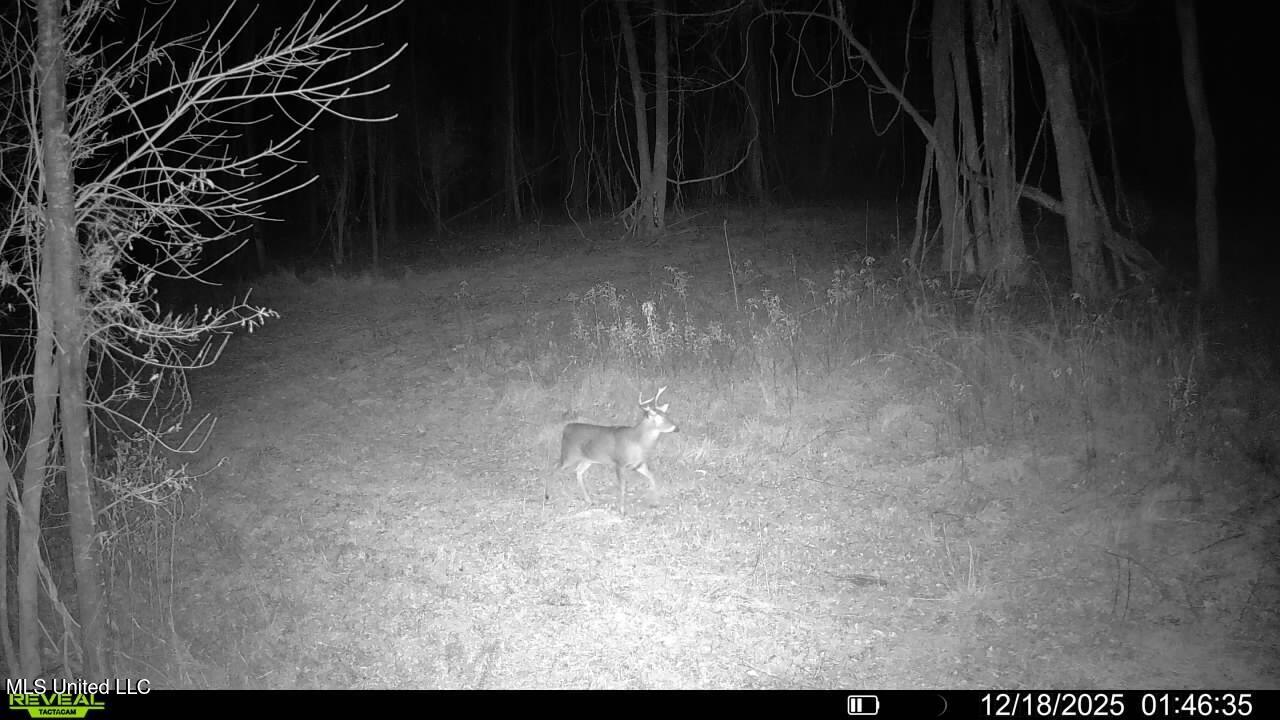 Brown Road Starkville, MS 39759 - Photo 21 of 43 016579008707221-37-2-12182025014635-V-SY