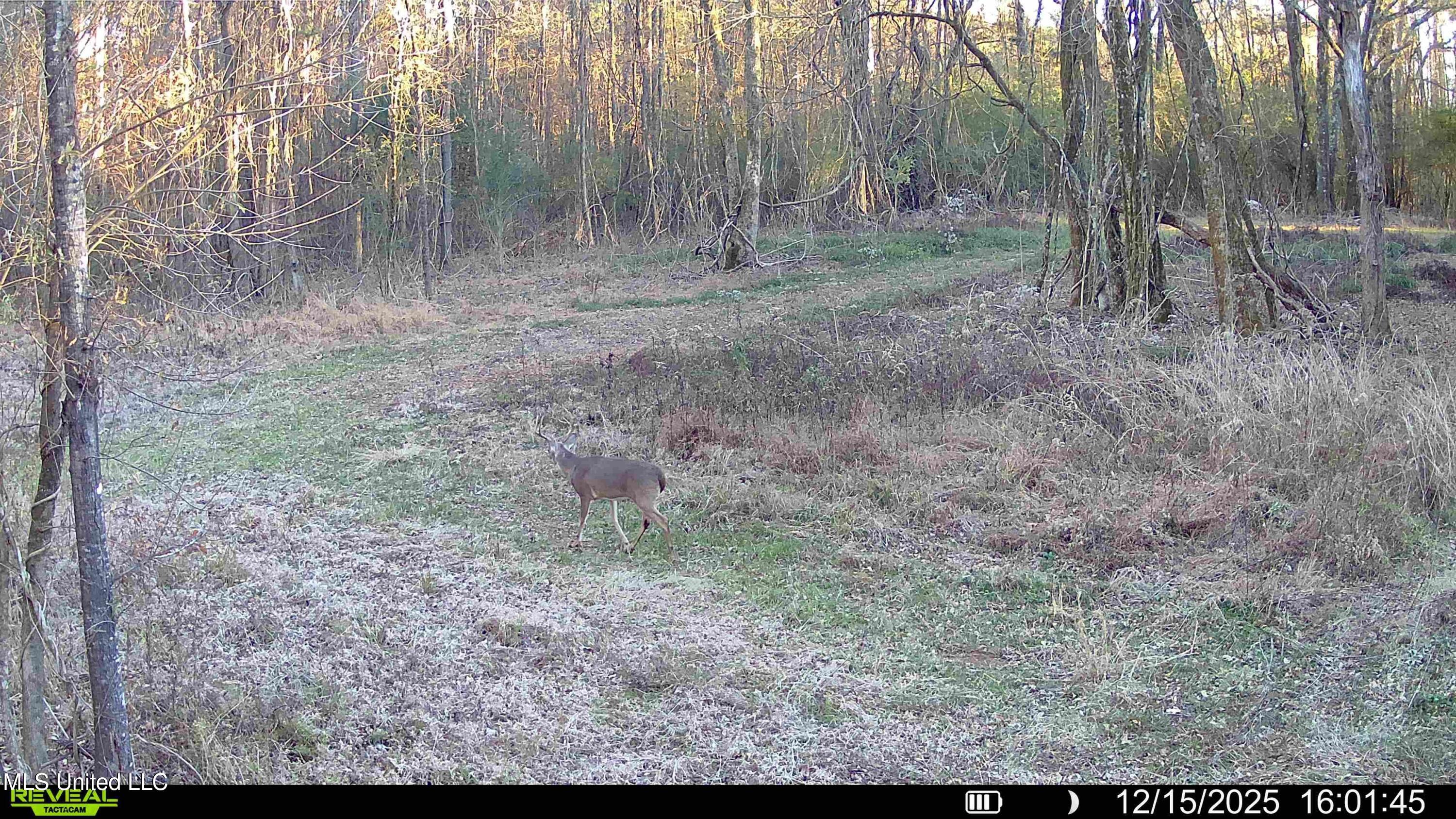 Brown Road Starkville, MS 39759 - Photo 26 of 43 016579008707221-49-2-12152025160639-HD-S