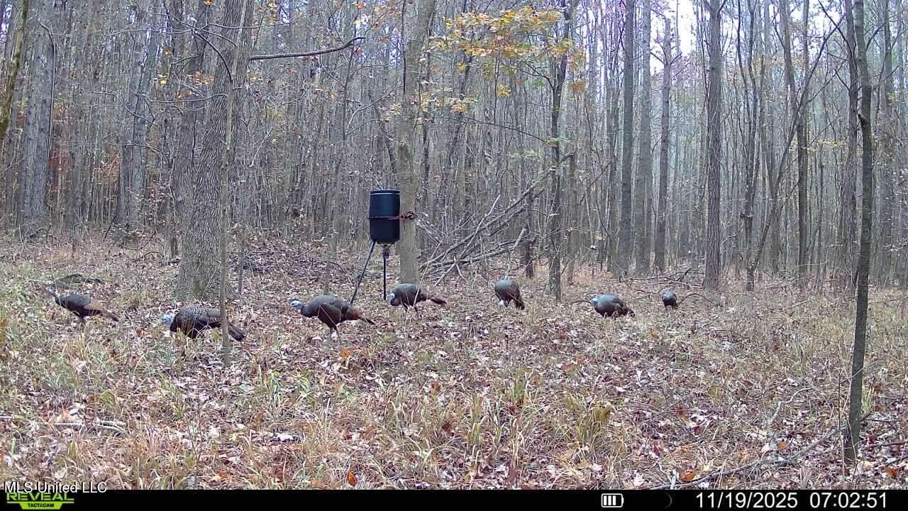 Brown Road Starkville, MS 39759 - Photo 28 of 43 016579008727708-61-3-11192025070251-V-SY