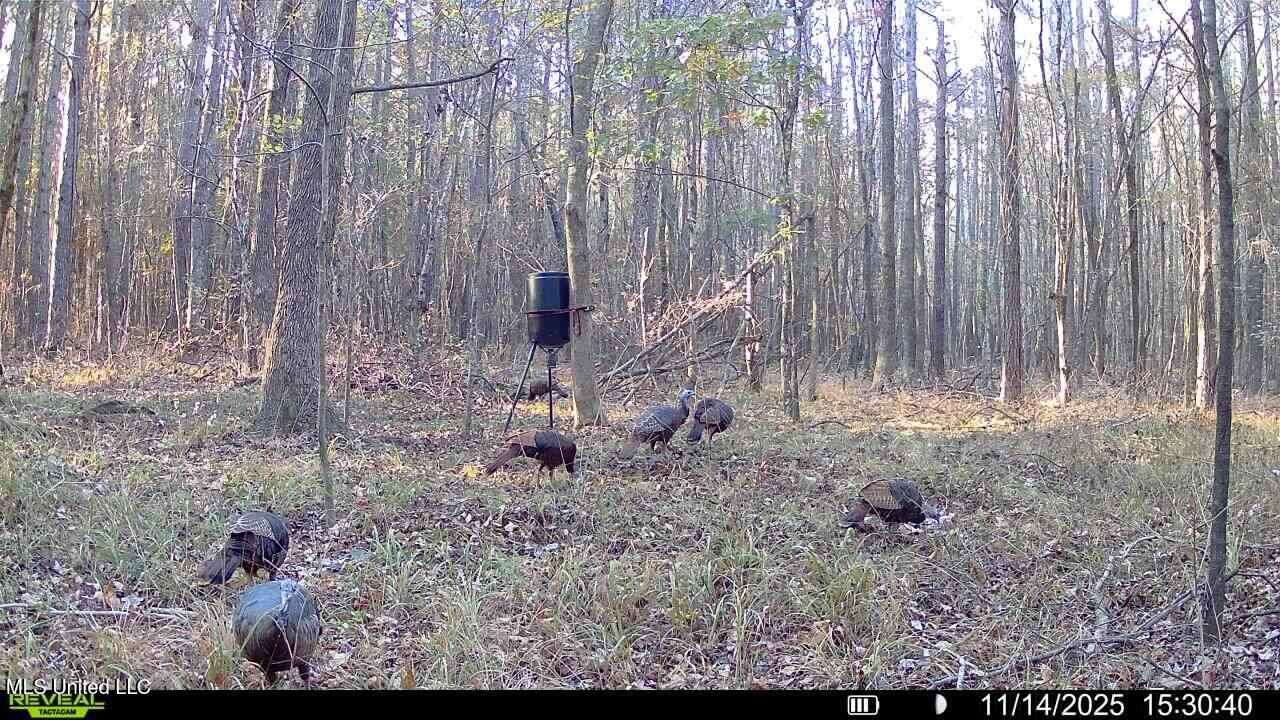 Brown Road Starkville, MS 39759 - Photo 29 of 43 016579008727708-65-3-11142025153040-SYFW