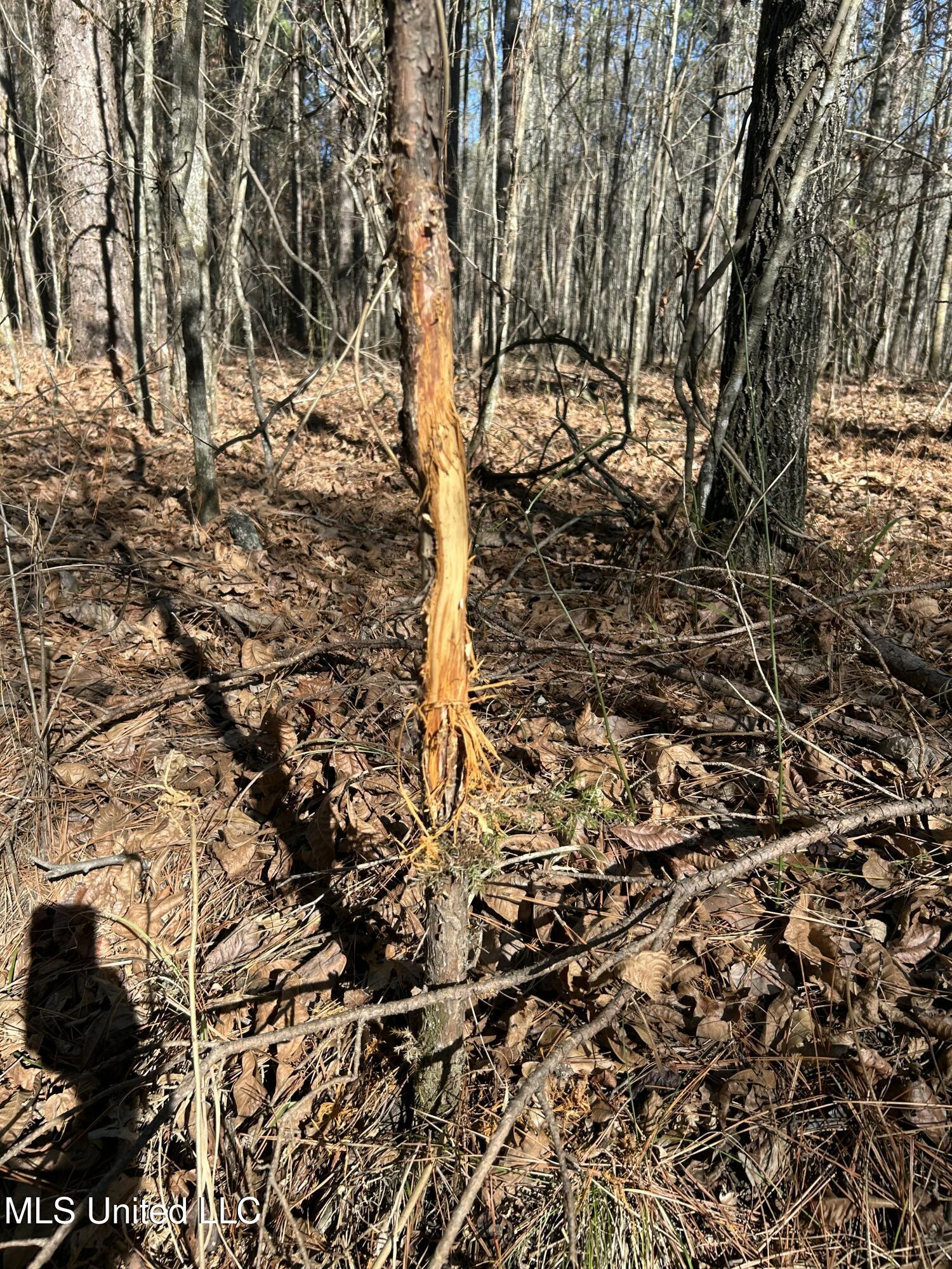Brown Road Starkville, MS 39759 - Photo 38 of 43 IMG_2521