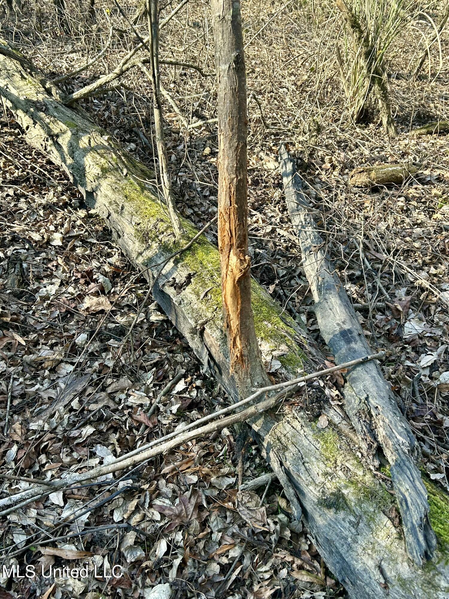 Brown Road Starkville, MS 39759 - Photo 39 of 43 IMG_7104