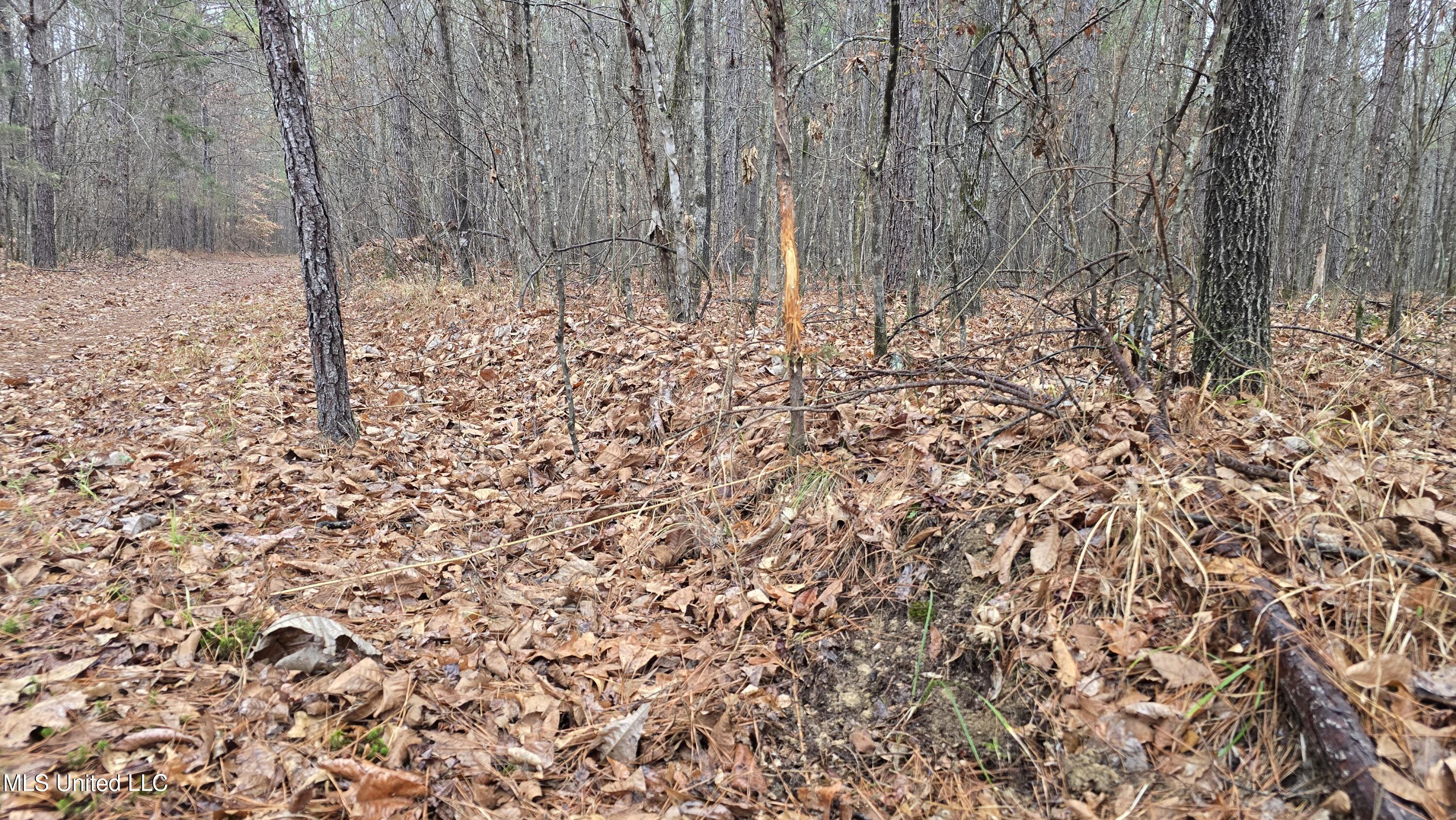 Brown Road Starkville, MS 39759 - Photo 6 of 43 20260114_113358