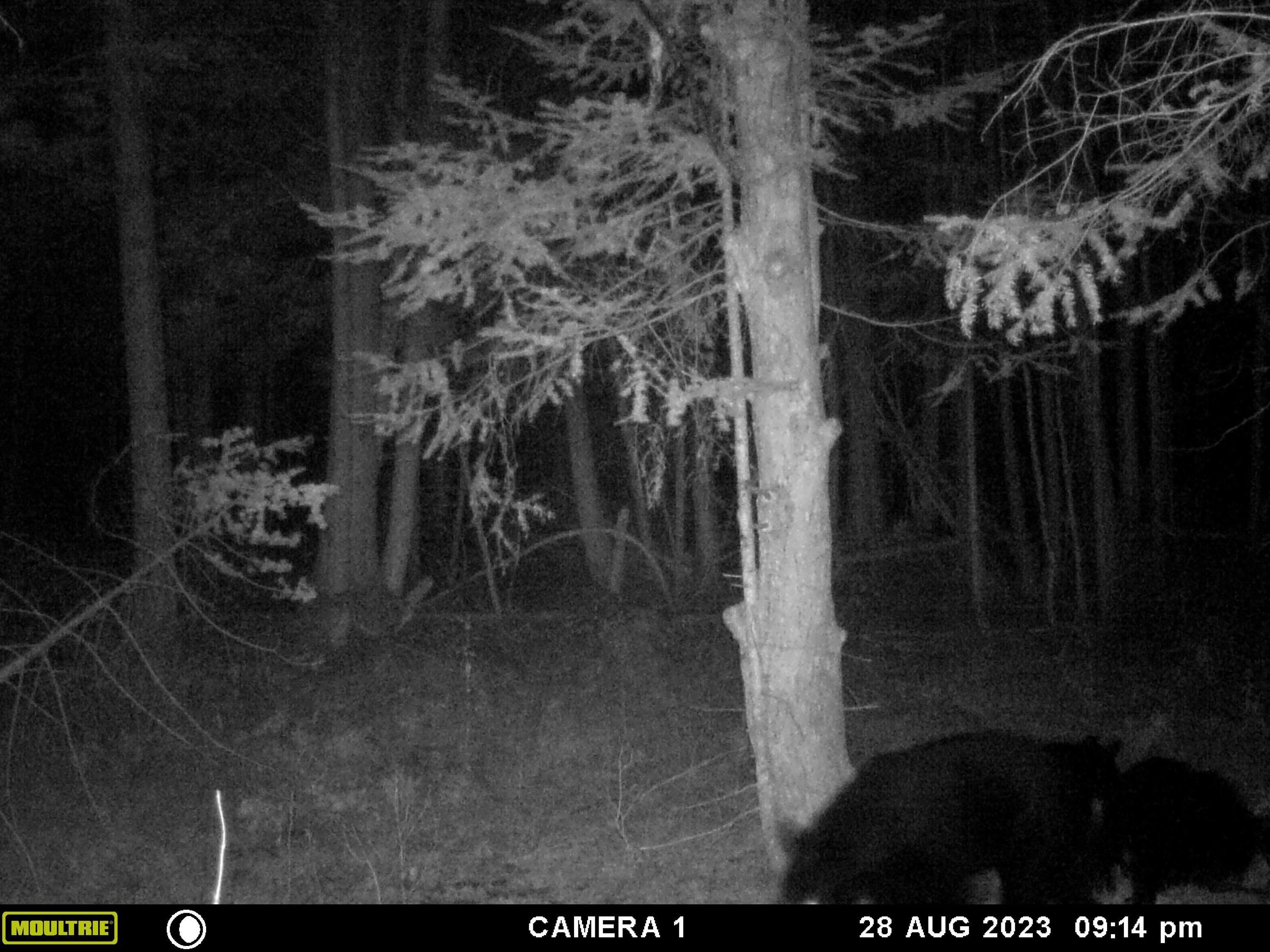 0 East Valley Road Cedar, MI 49621 - Photo 8 of 15