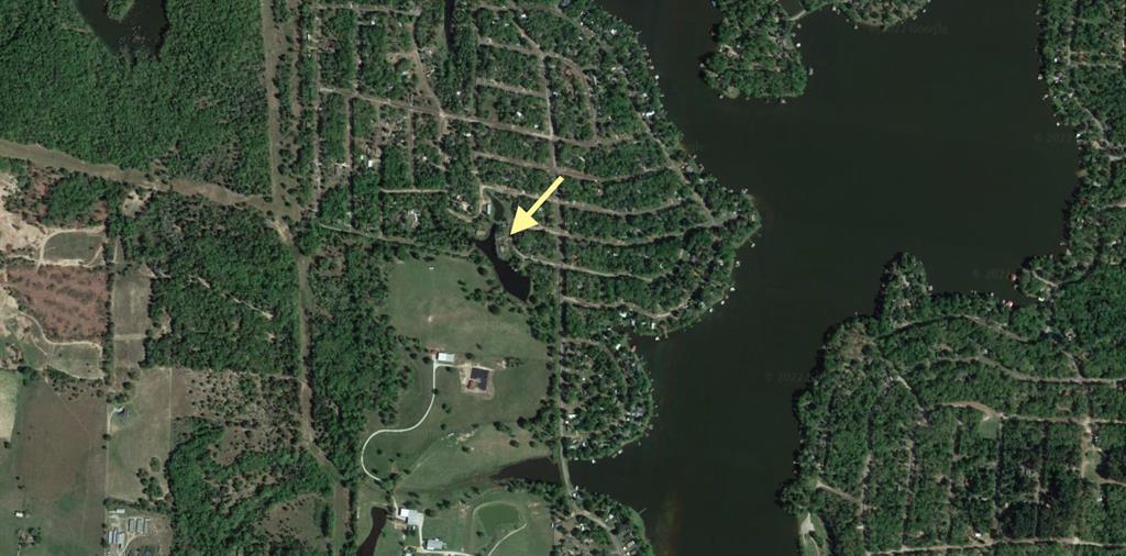 a close up of a plant in a garden