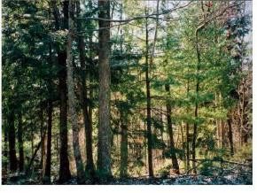 Lot 3 White Pine Road, Unit 3 Hampton, TN 37658 - Photo 1 of 1 Photo 1
