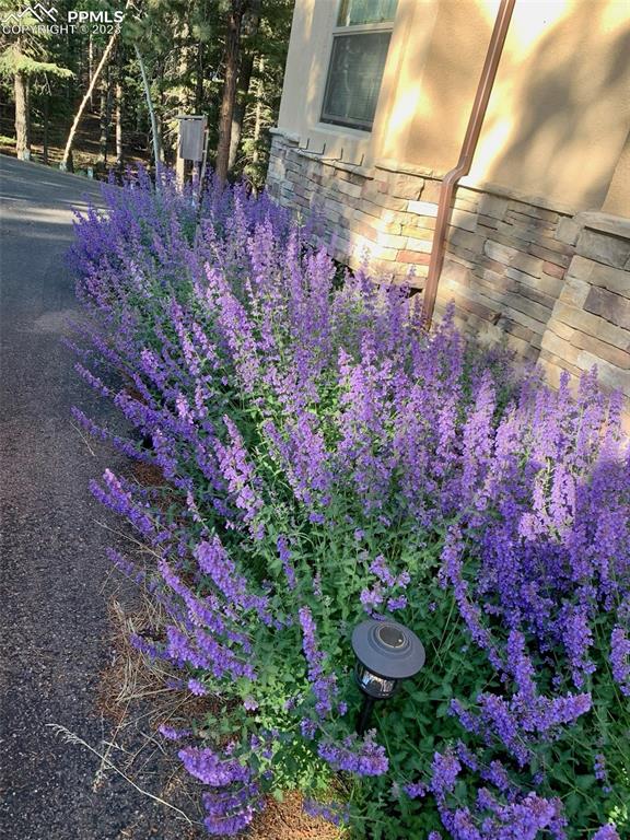 1201 County Road 512 Divide, CO 80814 - Photo 43 of 43 a view of a backyard with plants