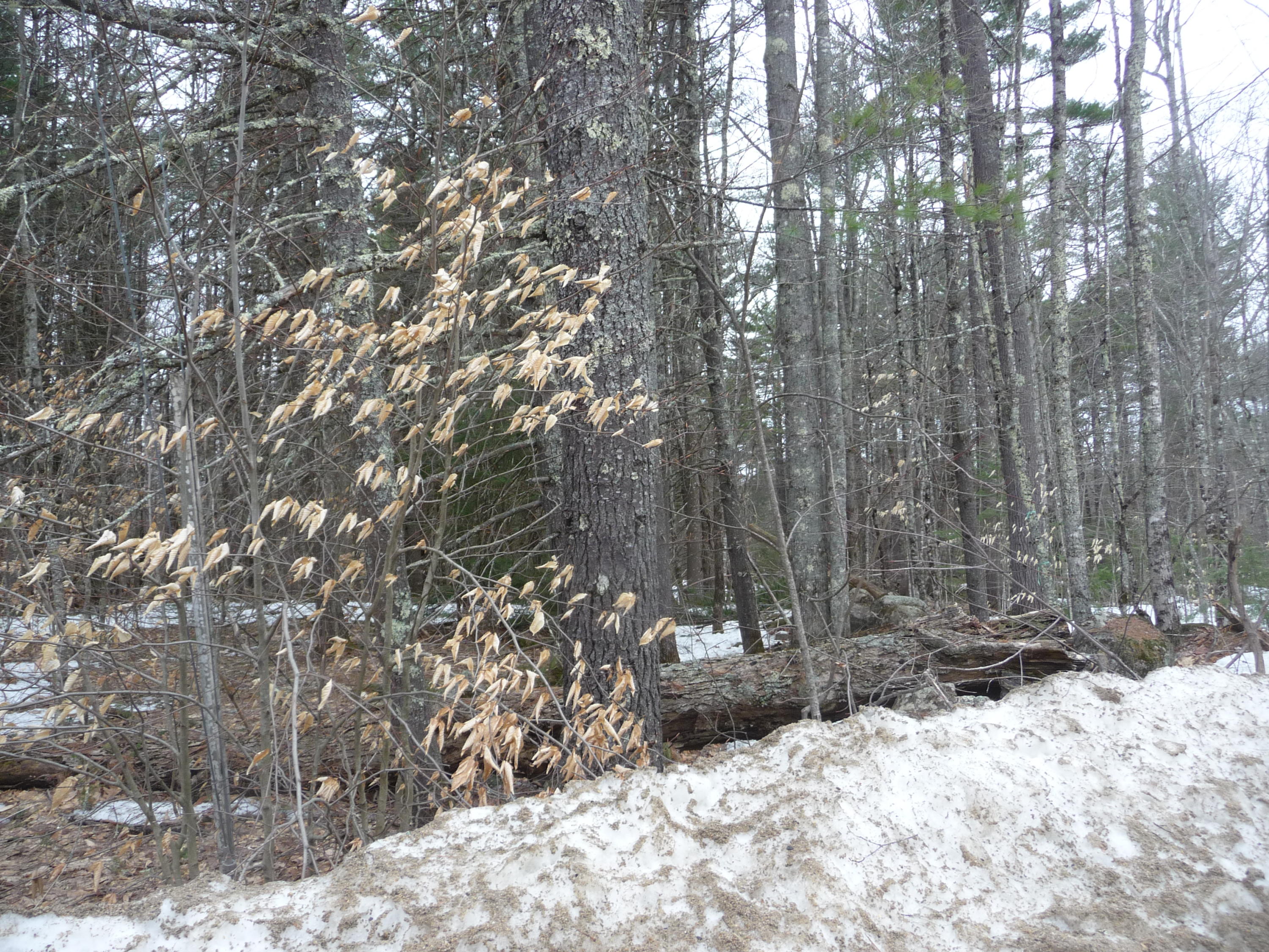 Lot 6 Bush Row Road Denmark, ME 04022 - Photo 1 of 4 P1030402