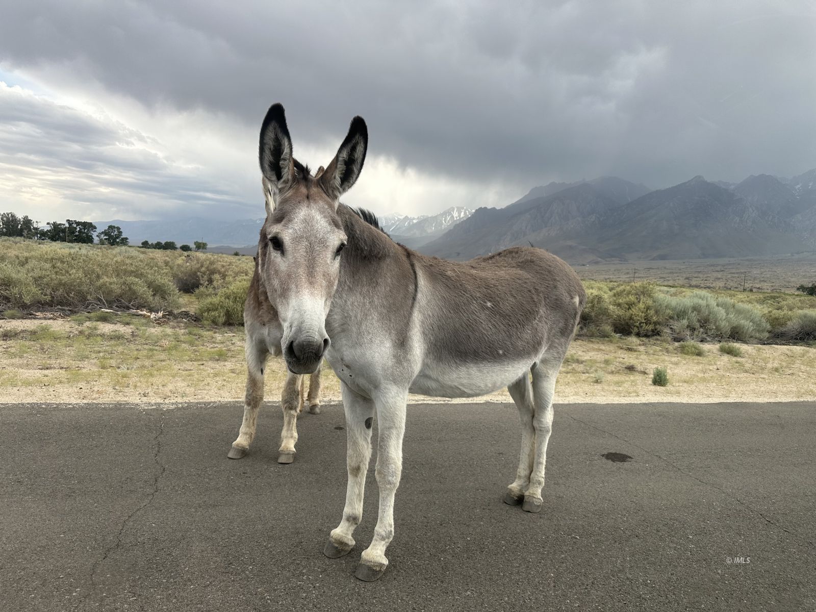 150 Tinnemaha Road, Unit C2 Big Pine, CA 93513 - Photo 8 of 28 a view of a terrace