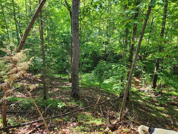 a view of a forest with trees