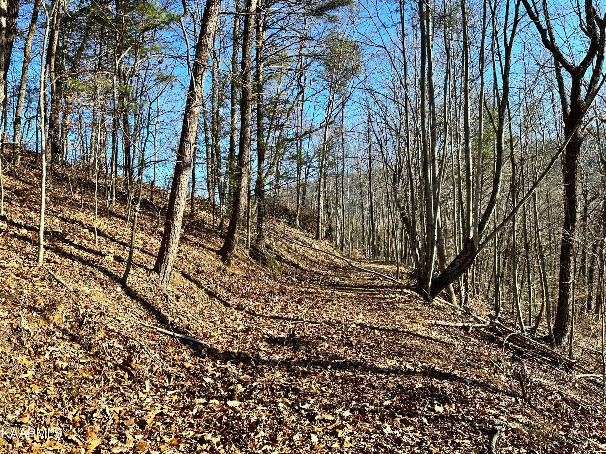 502 Stevia Road Cosby, TN 37722 - Photo 17 of 22 a view of a backyard of the house