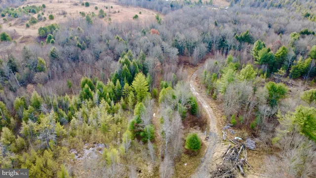 a view of a plant in a garden