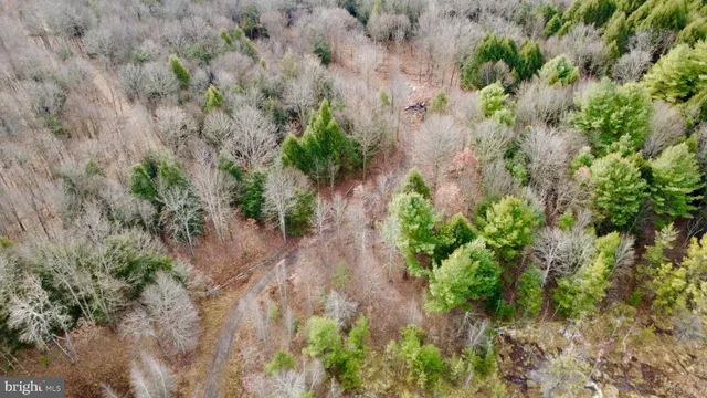 a plant view in yard