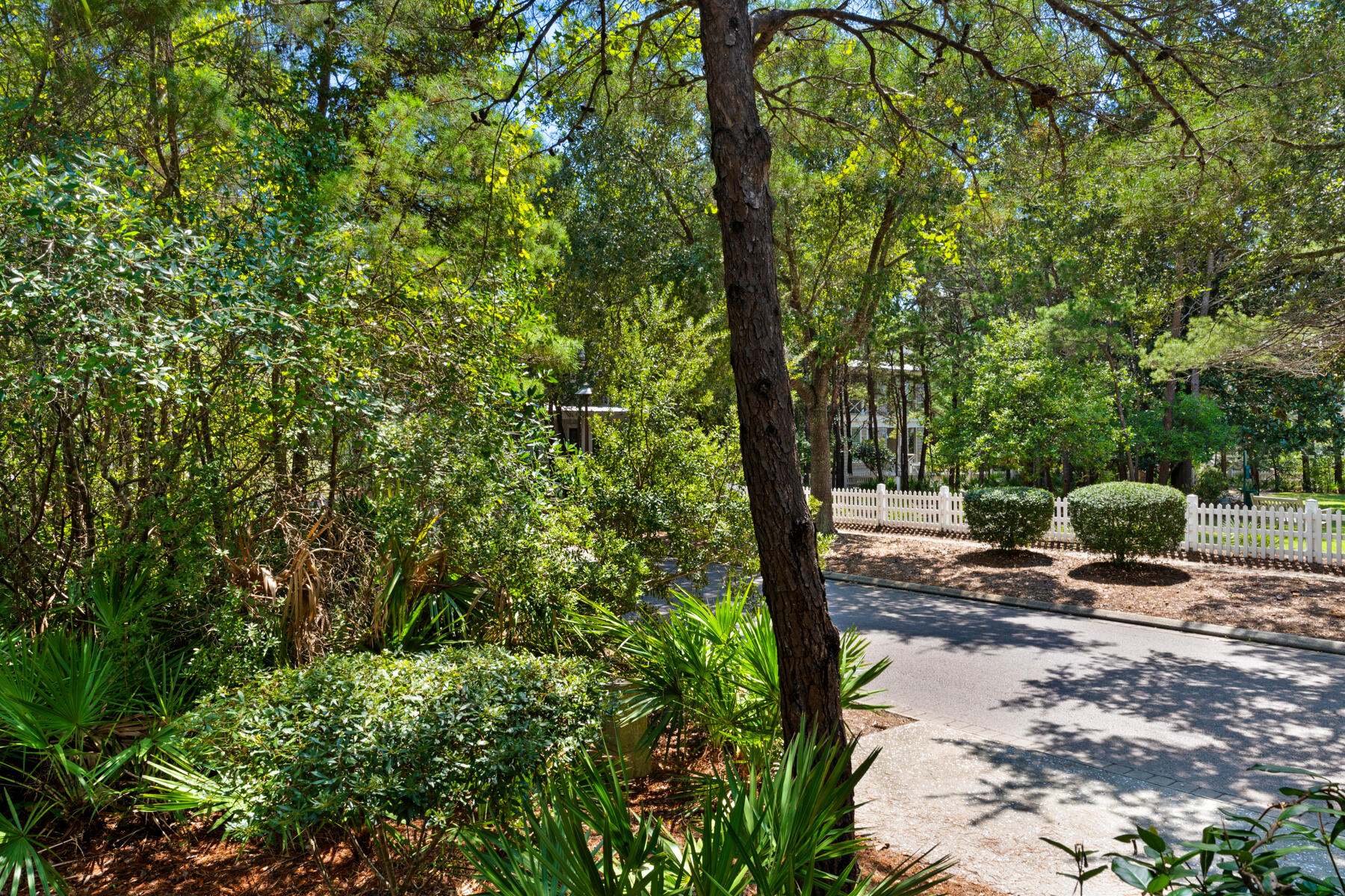 87 Salt Box Lane West Inlet Beach, FL 32461 - Photo 11 of 122 a view of a yard with plants and trees