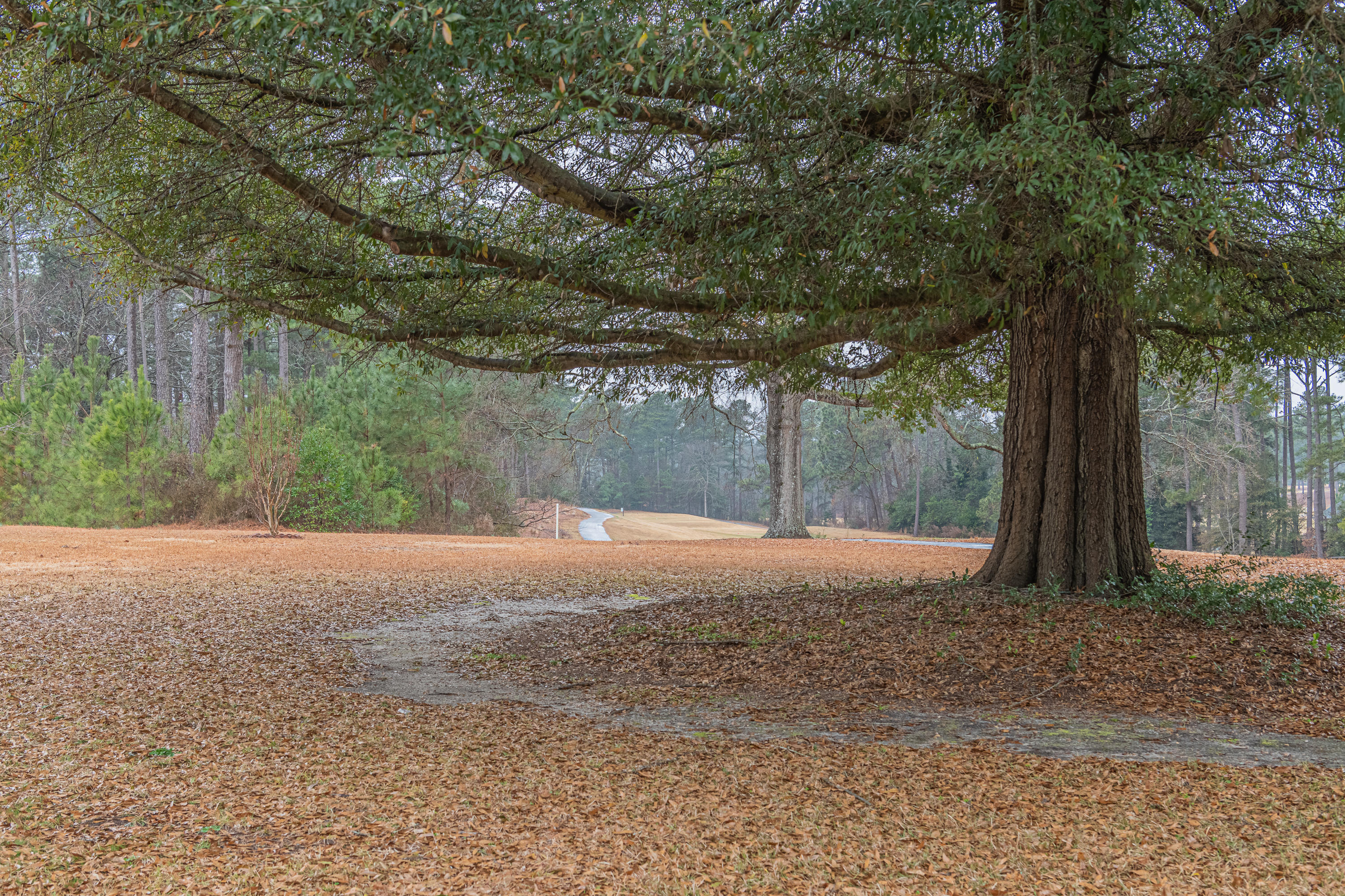10704 Leeds Gate Road Savannah, GA 31406 - Photo 32 of 35 Yard