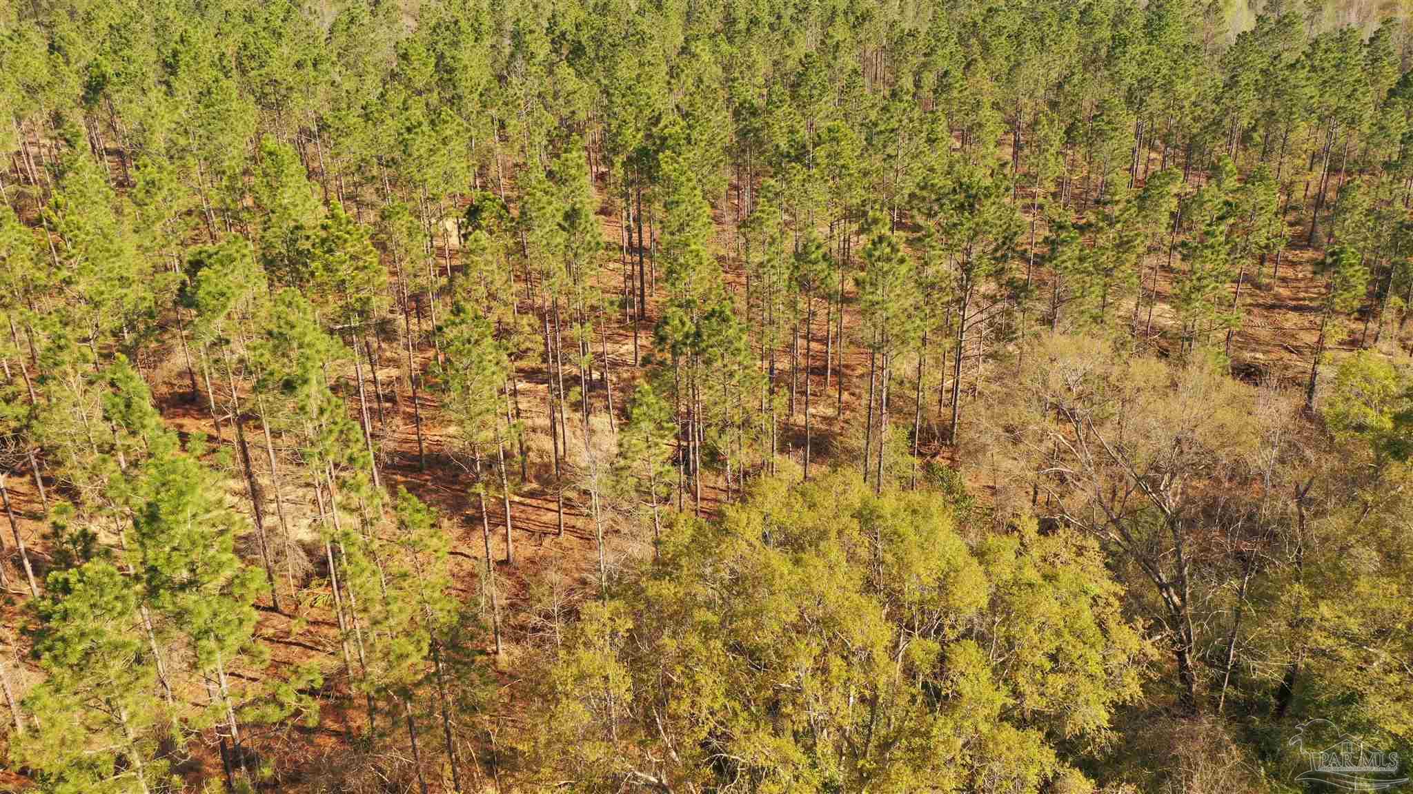 0 Deere Creek Road Atmore, AL 36502 - Photo 11 of 26