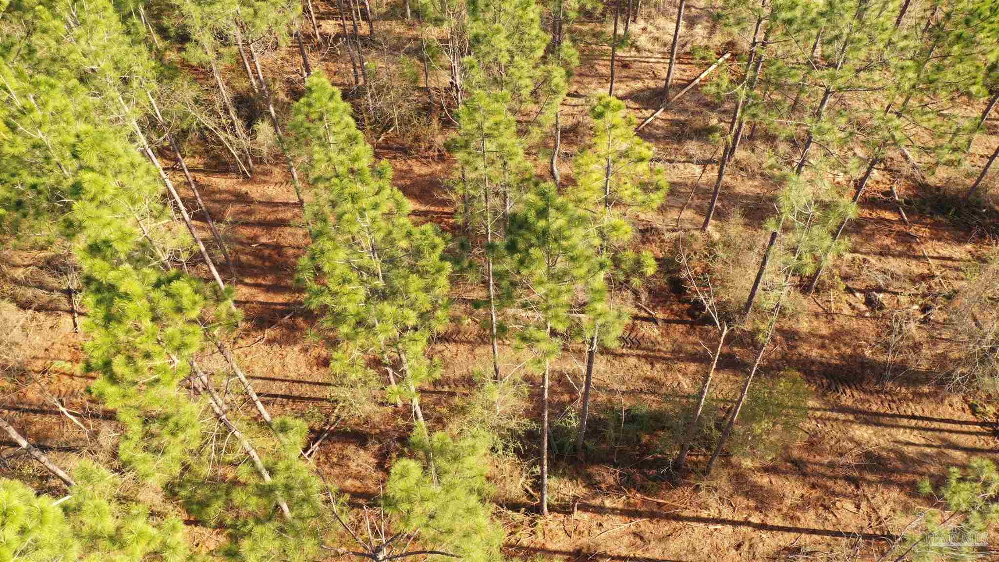 0 Deere Creek Road Atmore, AL 36502 - Photo 19 of 26