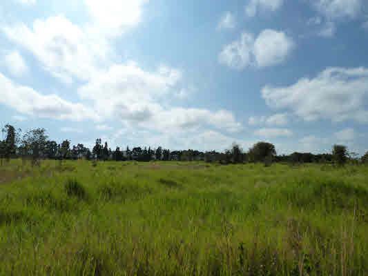 351 Volcano Road Mountain View, HI 96771 - Photo 2 of 2 a view of a big yard and potted plants