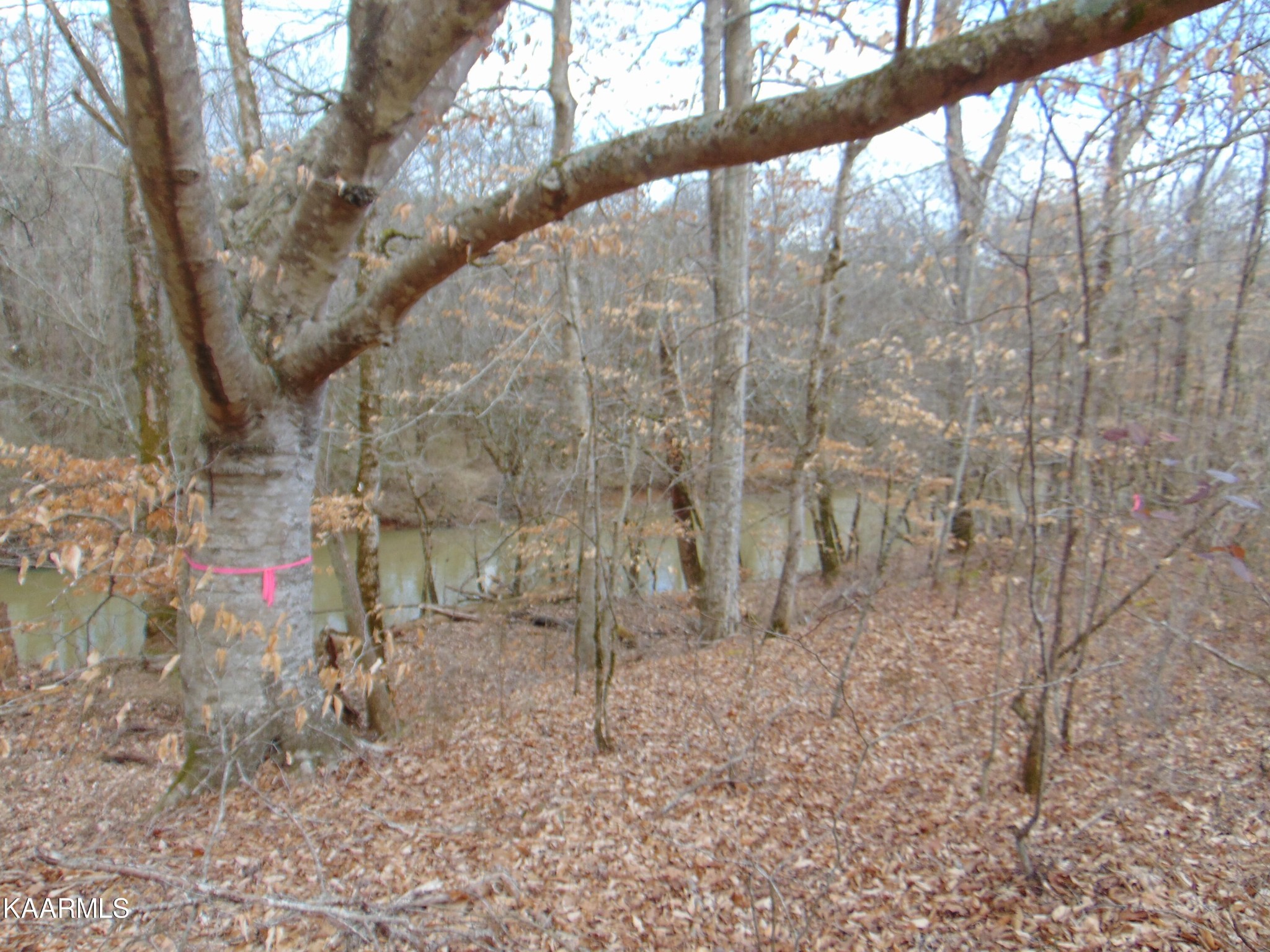 14 Athens Road Calhoun, TN 37309 - Photo 4 of 50 Gallery Image 4