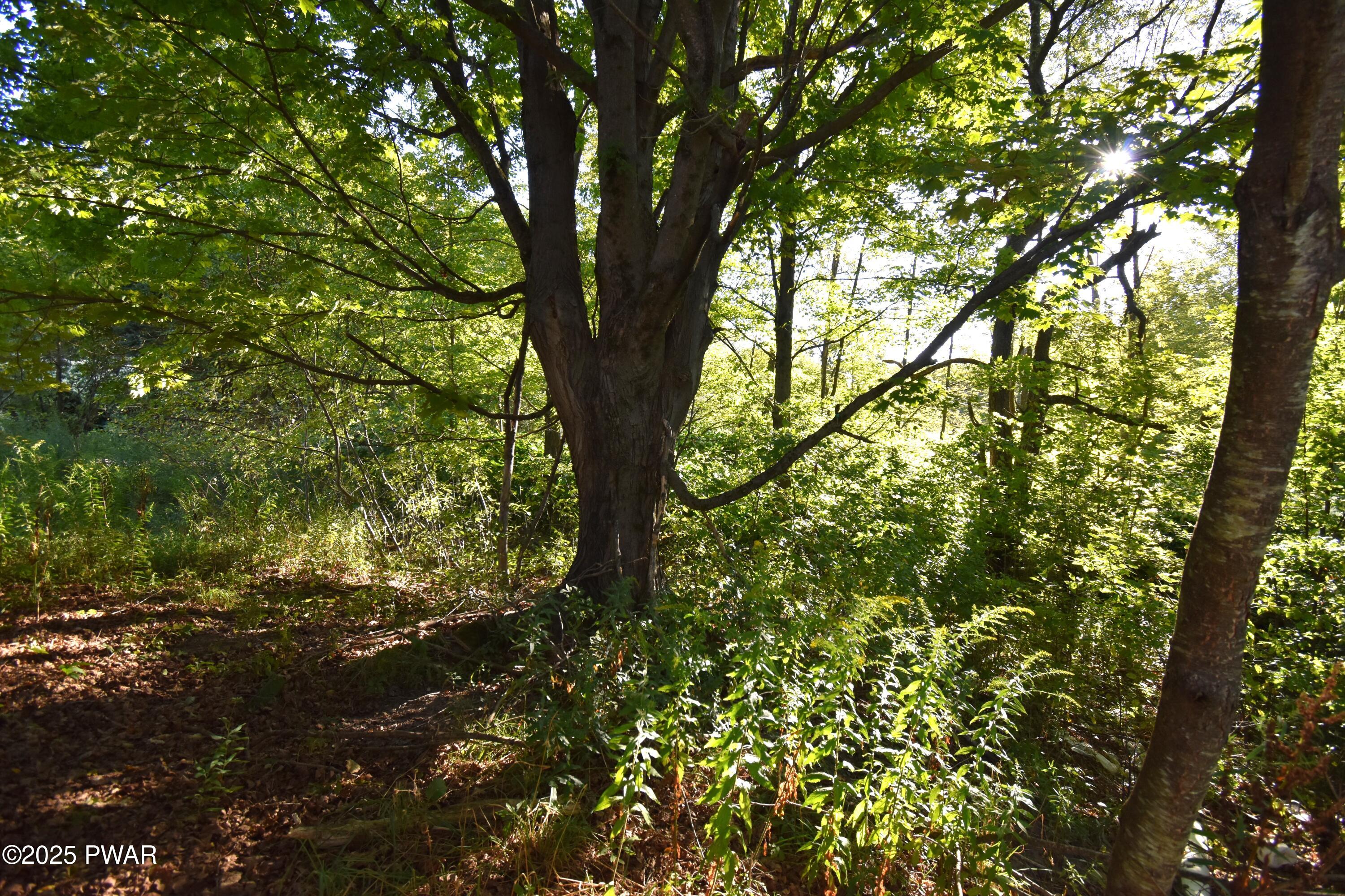 430 Flat Rock Road Forest City, PA 18421 - Photo 8 of 22