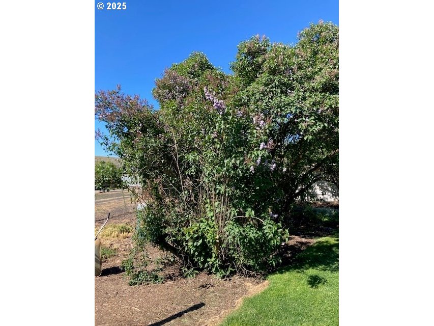 3202 Northeast Riverside Avenue Pendleton, OR 97801 - Photo 18 of 22 a view of a yard with plants and a bench