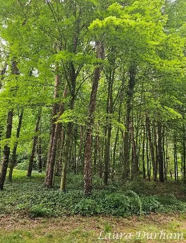 $235,000 | 3365 Clearview Lane, Saugatuck, MI 49453