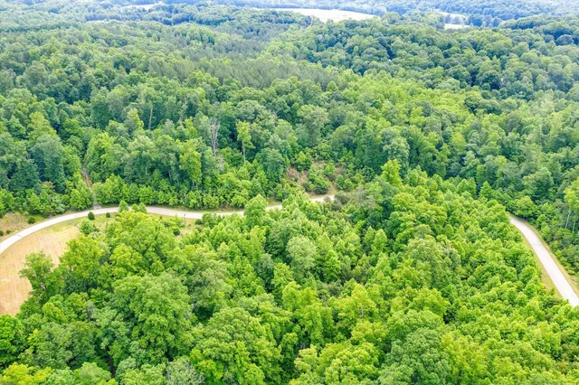 a view of a lush green forest with lots of trees