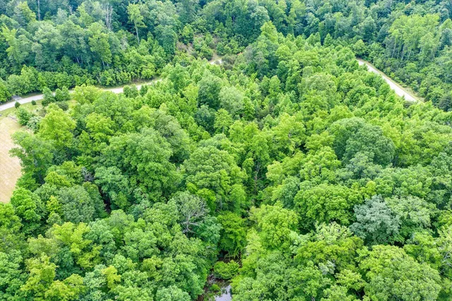 a view of a lush green forest
