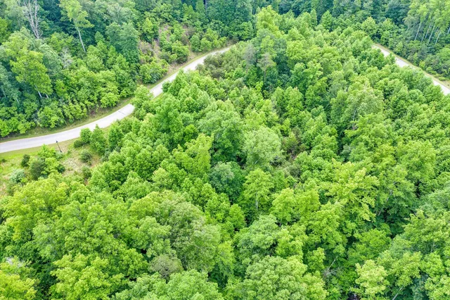 a view of a lush green forest