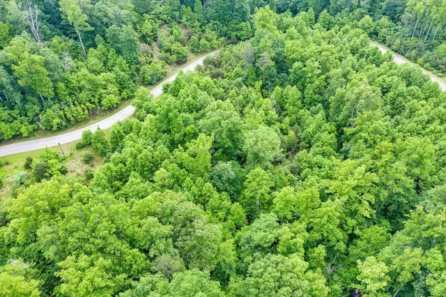 a view of a lush green forest