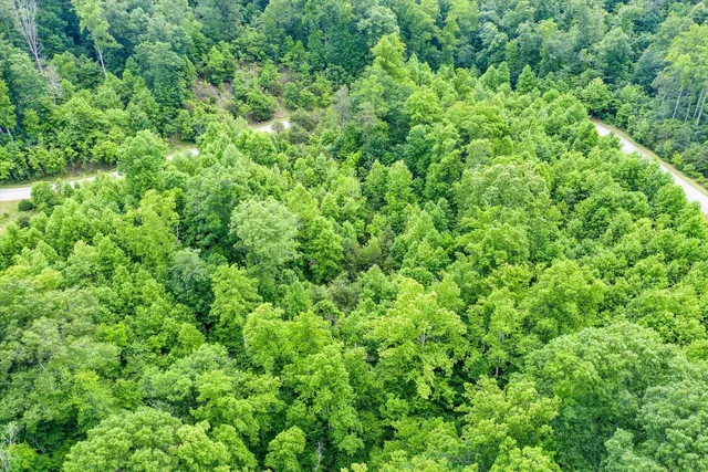 a view of a lush green forest