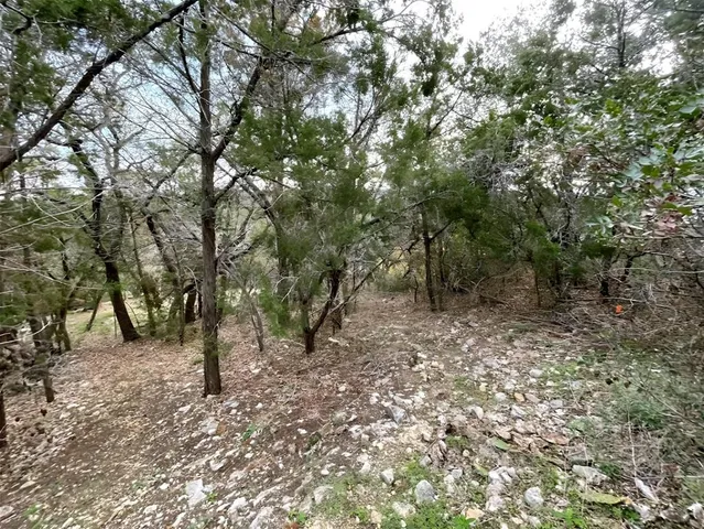 a view of a forest with trees in the background