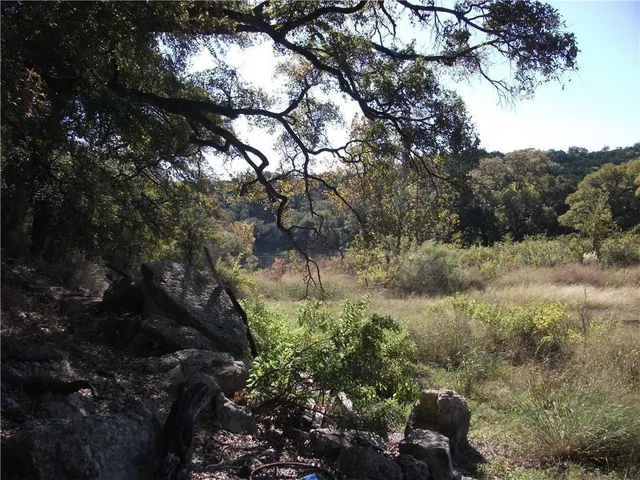 a view of a bunch of trees and bushes