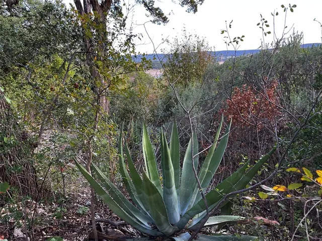 a view of a plant in a garden