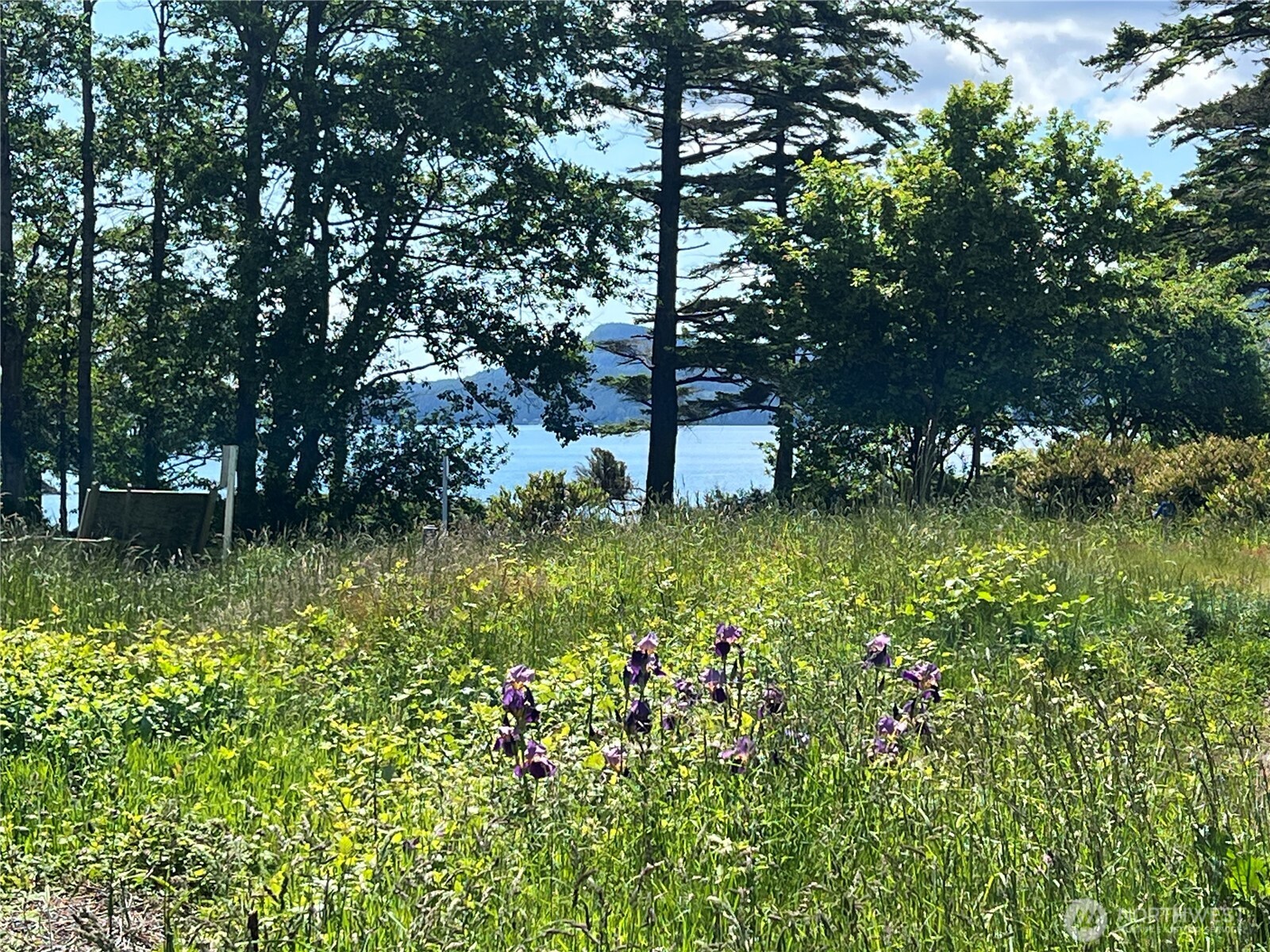 0 Main Street South Orcas Island, WA 98245 - Photo 9 of 18 a big yard with lots of green space and plants