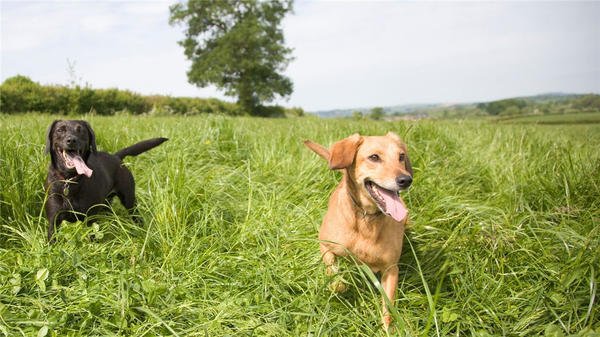 6480 Scenic View Trail Bryan, TX 77808 - Photo 3 of 12 a view of a lake in middle of the green field