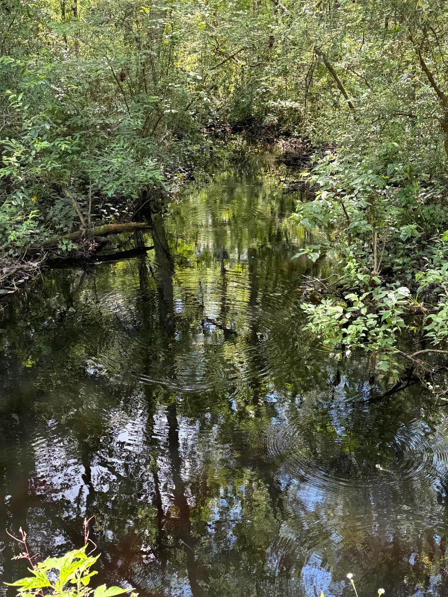 Fallow Road Lamont, FL 32336 - Photo 6 of 12