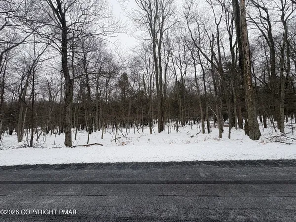 a view of a yard with large trees