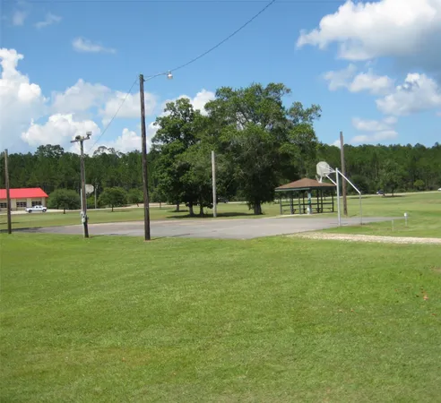 a view of a trees in a yard