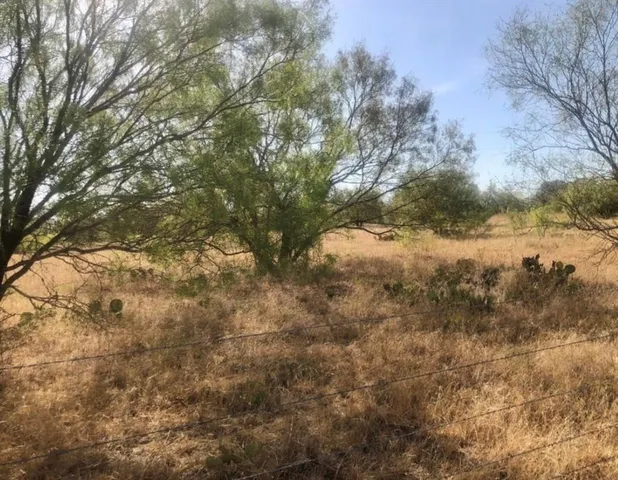a view of a yard in a forest