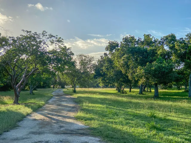 a view of a park with large trees