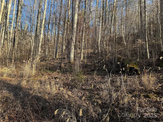 a view of backyard with plants and trees