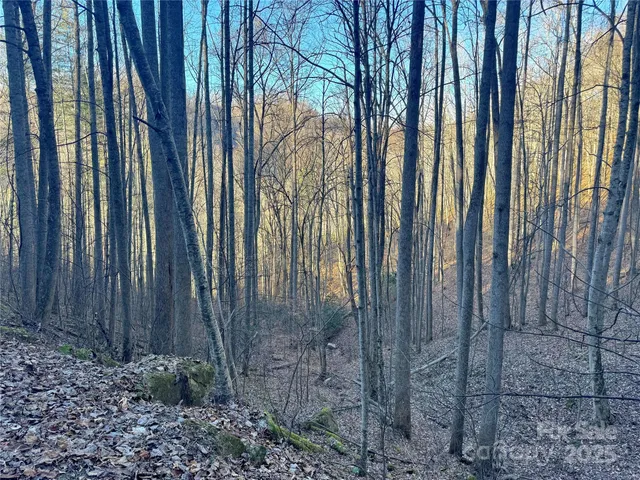 a view of a backyard with plants and wooden fence