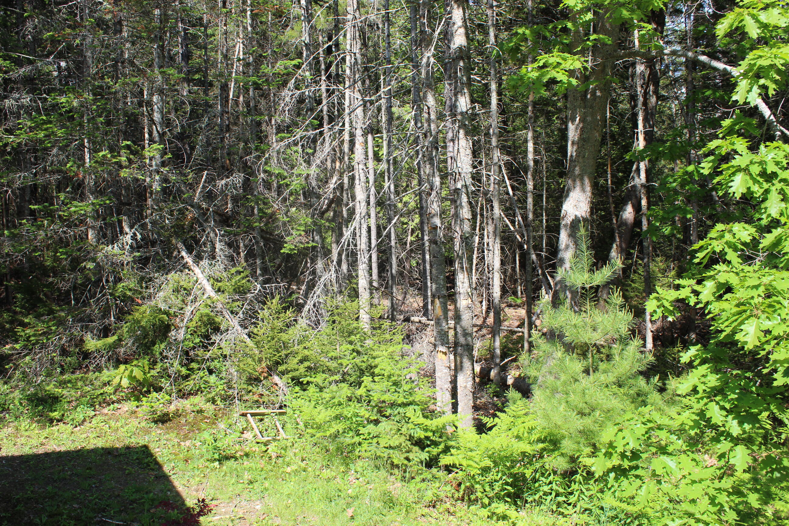 108 Leaches Point Road Orland, ME 04472 - Photo 20 of 31 IMG_9174